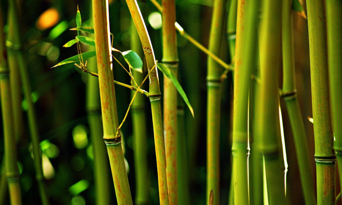 3 Reasons To Fall in Love With Bamboo Powder