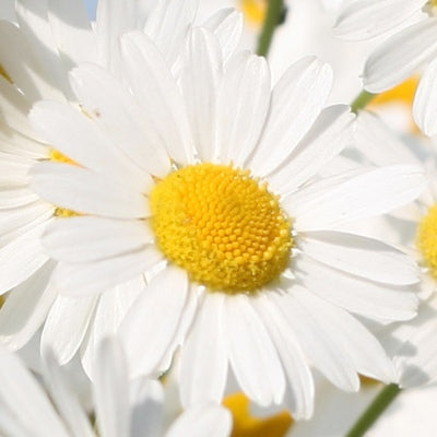 Alpha Bisabolol and Skin