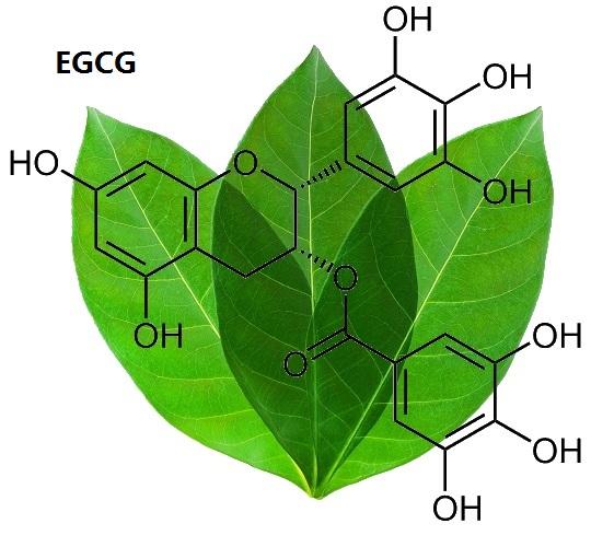 Benefits of Green Tea EGCG: New Study