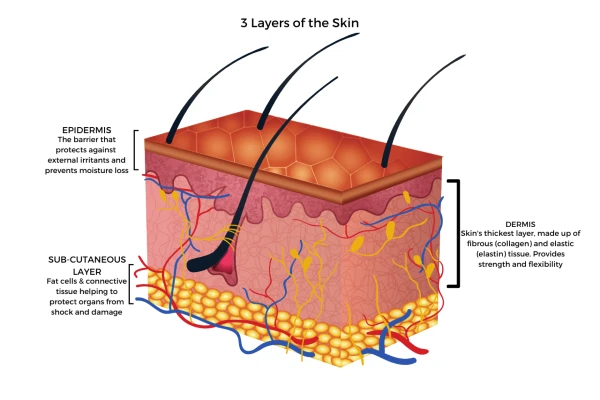 does-collagen do anything for skin apothekari skincare