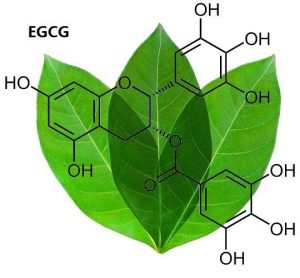 Read more about the article Benefits of Green Tea EGCG: New Study