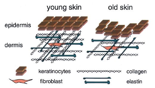 Aging Skin