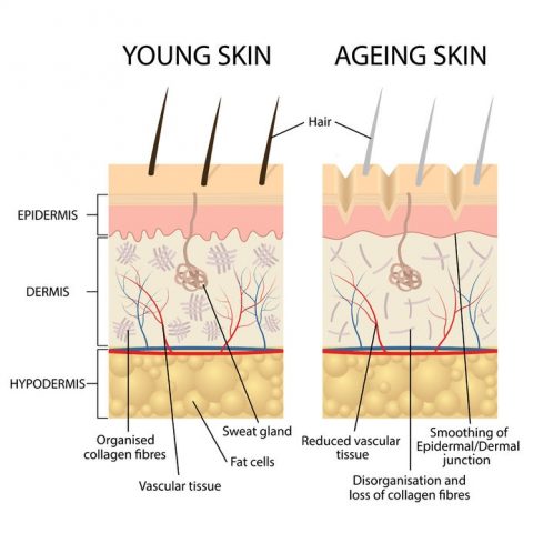 Aging Skin| 7 Things That Can Happen | Apothekari Skincare