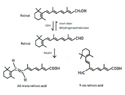 Retinol Conversion